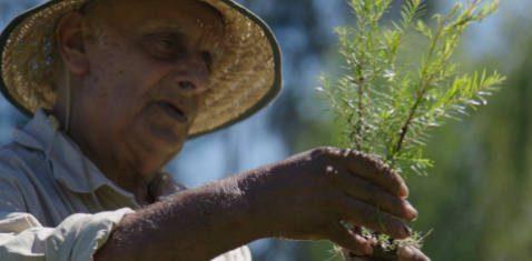 Farmer Taking Care of a Tea Tree Sprout